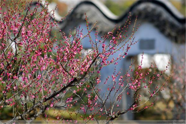 春到梅花山