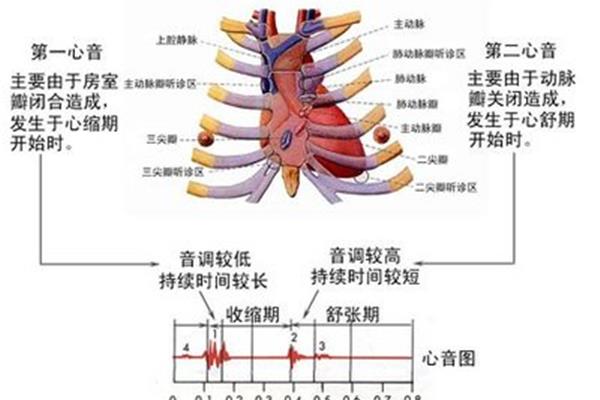 心肌的前负荷是指