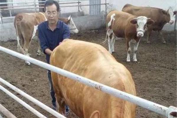 牛胎衣不下怎么办