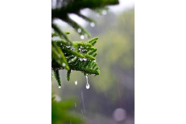 有关雨的诗