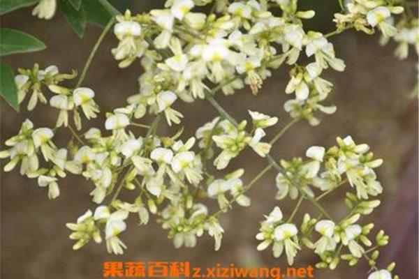 槐树花怎么吃