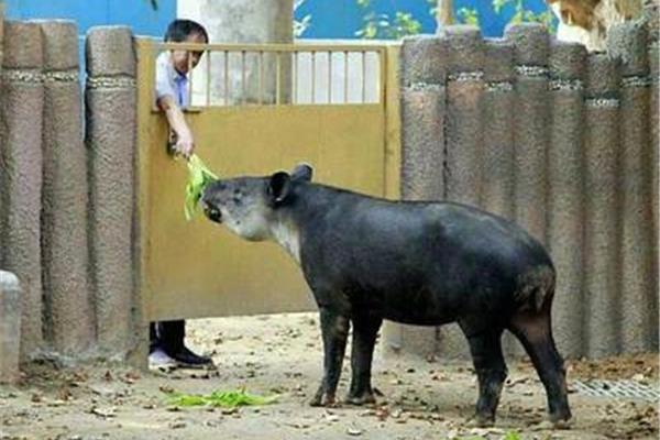 中国人与动物