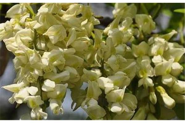 槐树花怎么吃