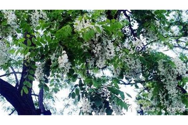 槐树花怎么吃