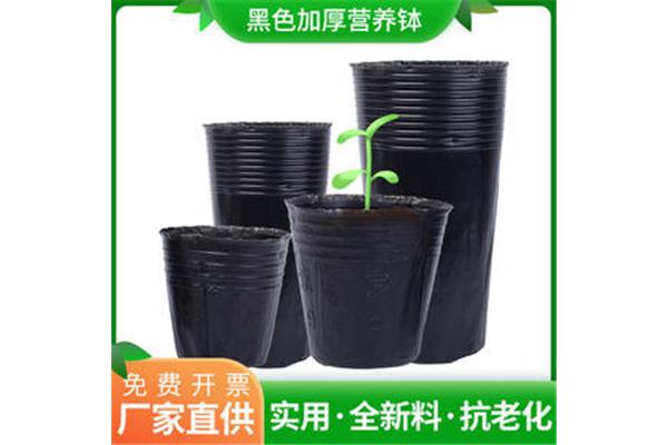营养钵育苗