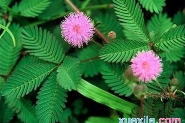 含羞草资料