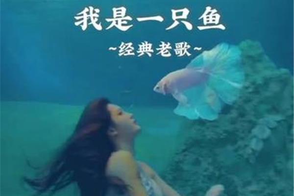 我是一只鱼歌词