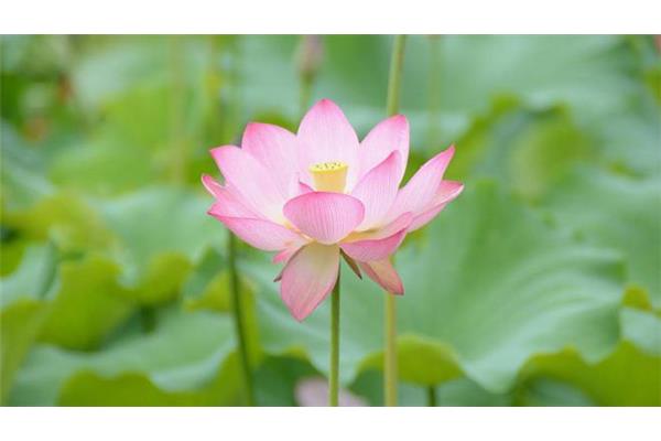暮热游荷池上