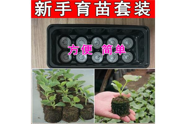 营养钵育苗