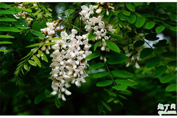 槐树花怎么吃