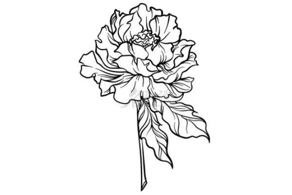 牡丹花怎么画