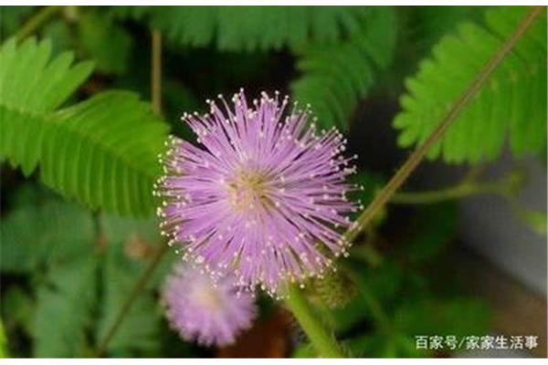 含羞草资料