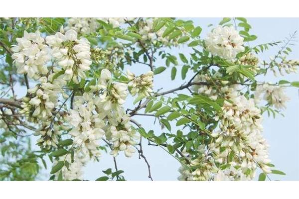 槐树花怎么吃