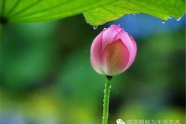 暮热游荷池上