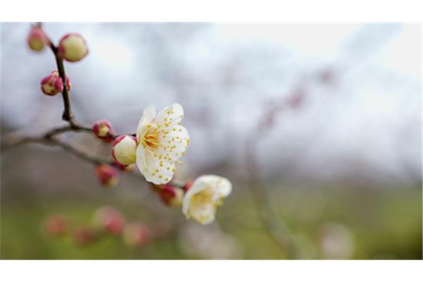 春到梅花山