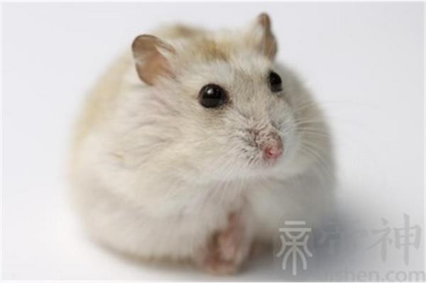 100折爱心