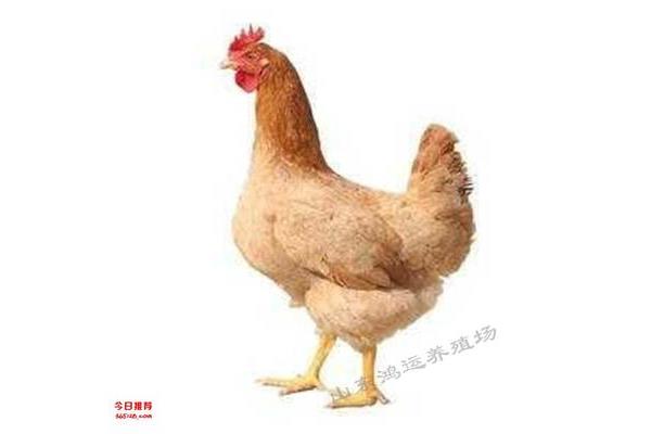 关于励志的诗句
