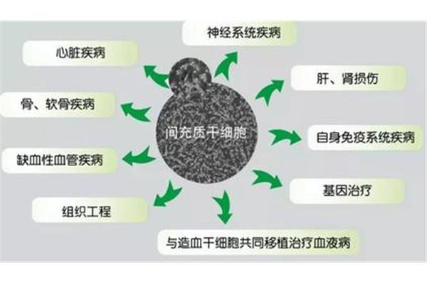 细胞的功能