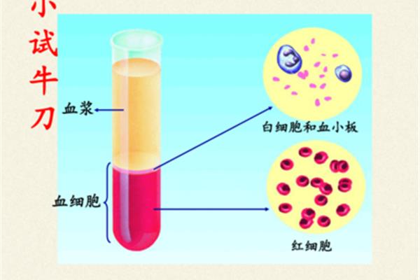 细胞的功能