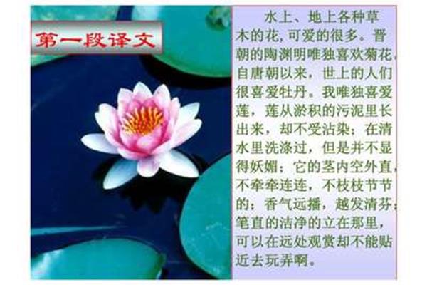 爱莲说的译文