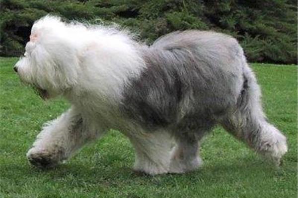 英国古代牧羊犬