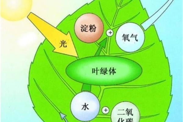 叶绿体的作用