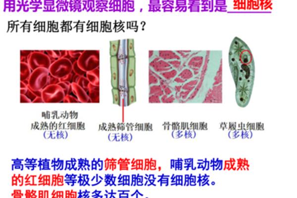 细胞的功能