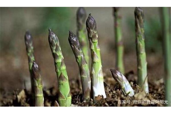 芦笋怎么种