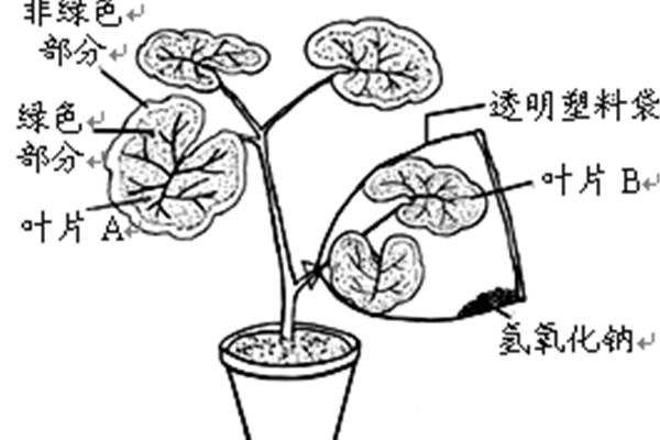 叶绿体的作用