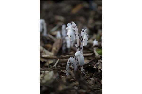 水晶兰的花语