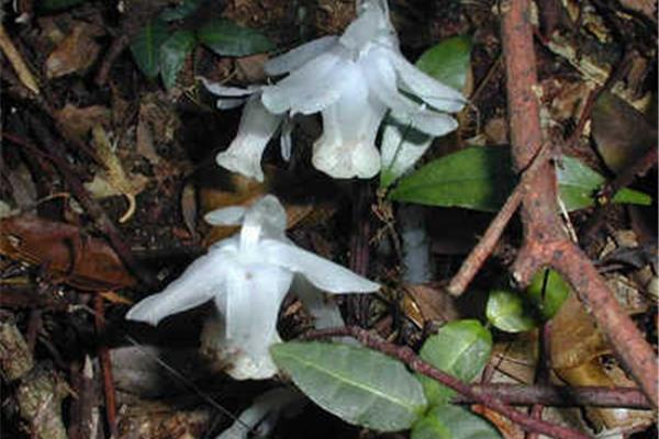水晶兰的花语