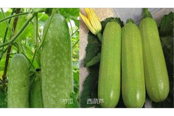 节瓜的功效与作用