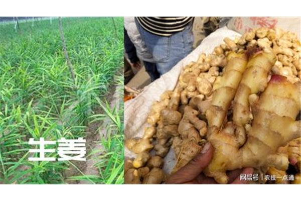 生姜种植技术大全