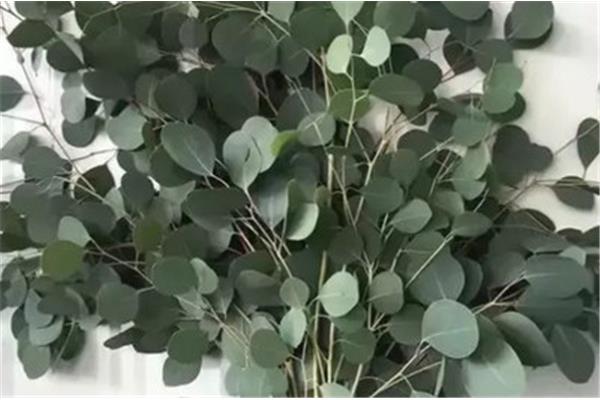 尤加利叶花语