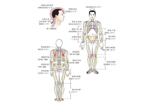 骨度分寸法