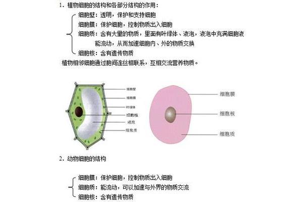 细胞的功能