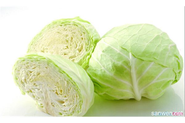 卷心菜英文