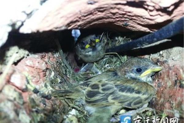 什么的麻雀