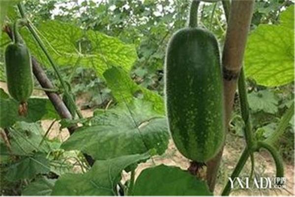 节瓜的功效与作用