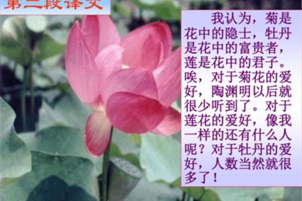 爱莲说的译文