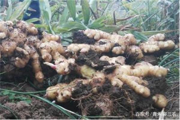生姜种植技术大全