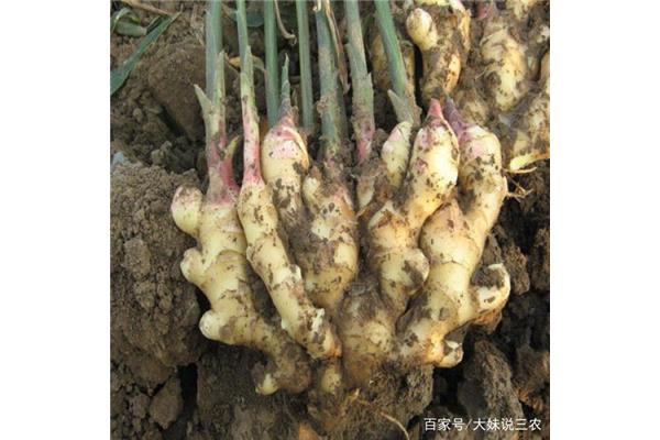 生姜种植技术大全