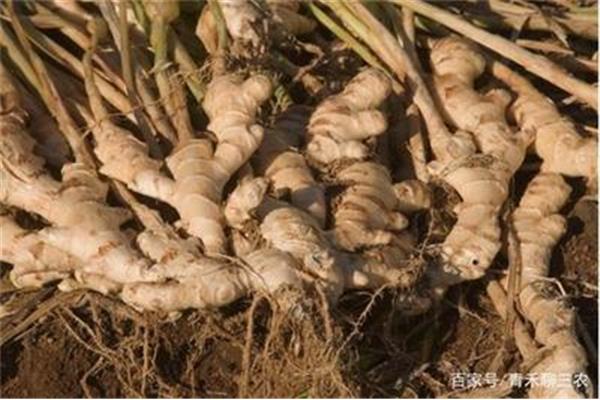 生姜种植技术大全