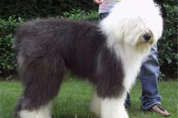 英国古代牧羊犬