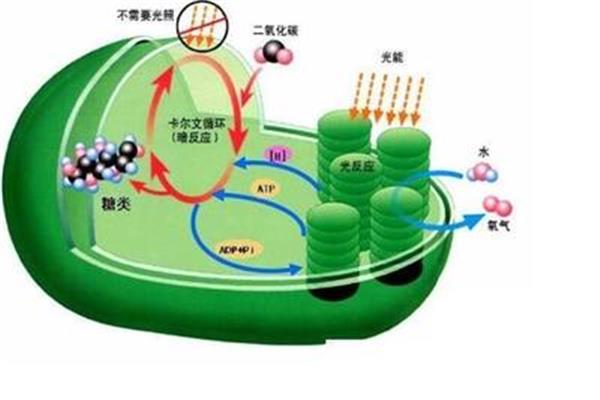 叶绿体的作用