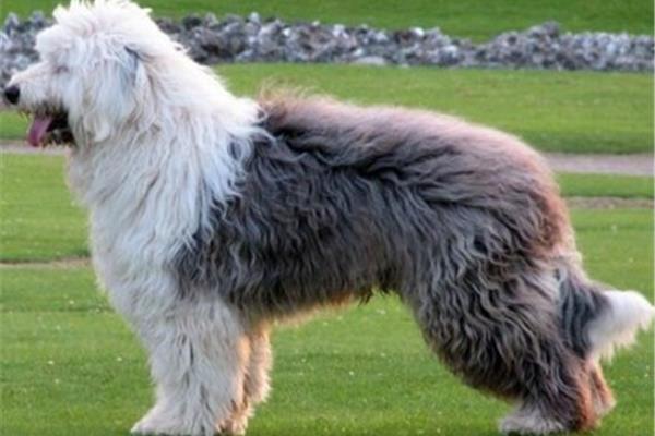 英国古代牧羊犬