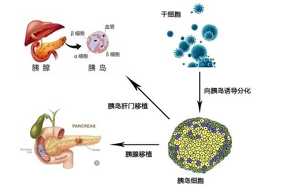 细胞的功能