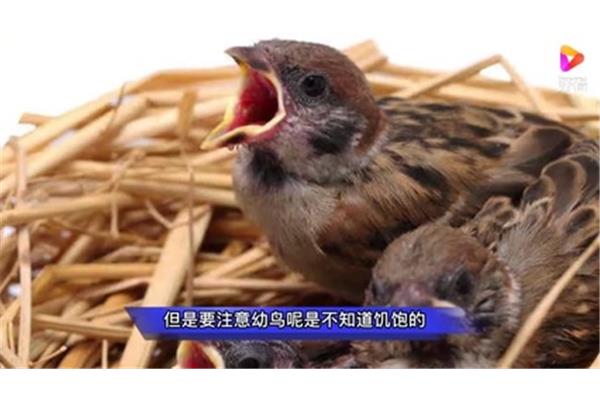 什么的麻雀
