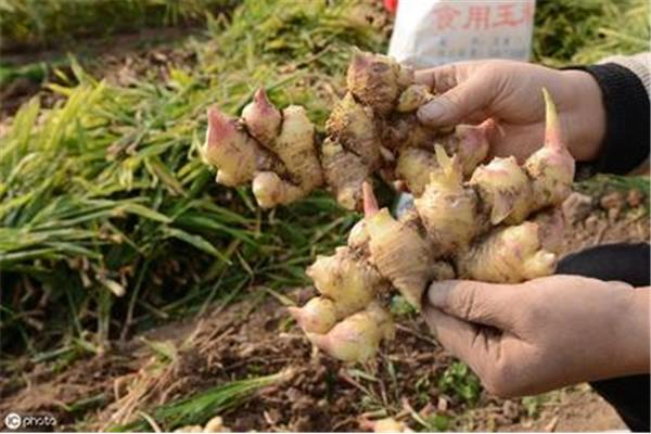 生姜种植技术大全