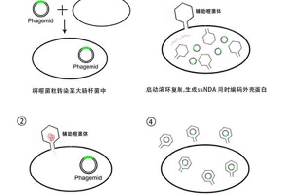 温和噬菌体